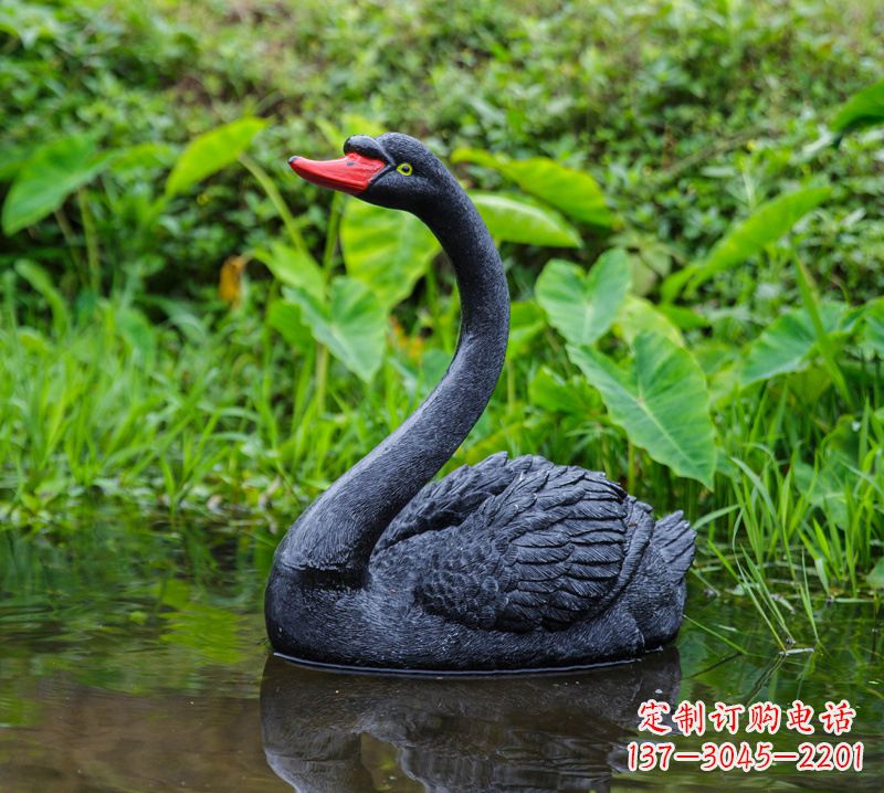 泉州黑天鹅婉约鱼尾,完美呈现园林水塘水景