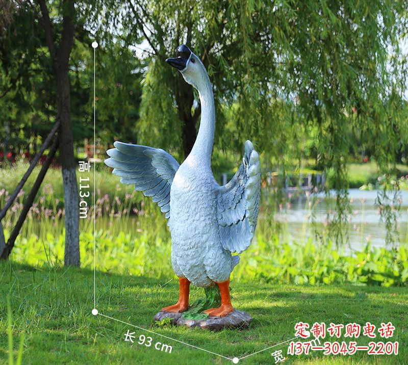 泉州站立的灰色展翅天鹅