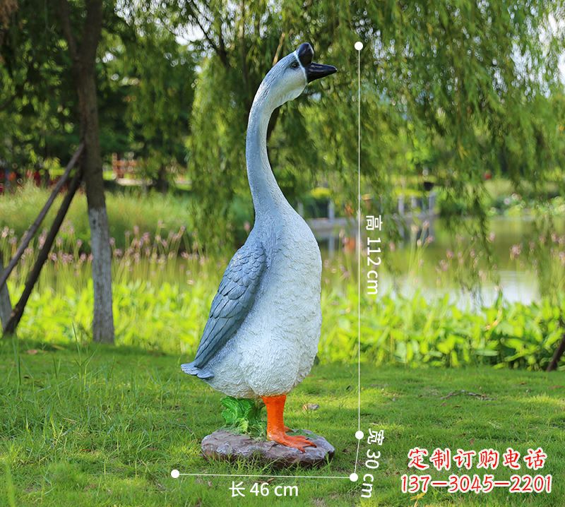 泉州站立立脖灰色天鹅